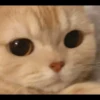 Cats 25