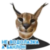 catspb 16