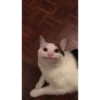 Cats 26