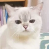 bundara punya kucing 16