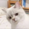bundara punya kucing 17