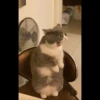 Cats 21