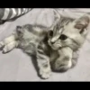 Cats 22