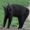 cats club 20
