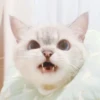 bundara punya kucing 18