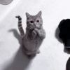 Cats 26