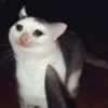 Cat’ cats 25