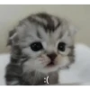 cats 21