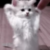 Cats 27