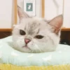 bundara punya kucing 19