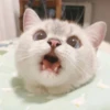 bundara punya kucing 20