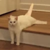 cats club 21