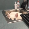 cats club 22