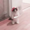kucing soft 18
