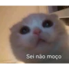cats 22