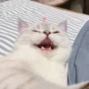 bundara punya kucing 21