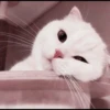 kucing soft 19