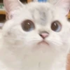 bundara punya kucing 22