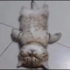 Cats 23