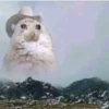Cat’ cats 26