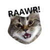 MEOW ‧₊˚ 13