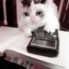 kucing soft 20