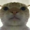 cats 24
