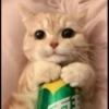 ♡Cats Cute♡ 24