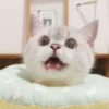 bundara punya kucing 23