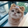 ♡Cats Cute♡ 25