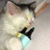 cats 25