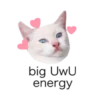 MEOW ‧₊˚ 14