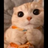 ♡Cats Cute♡ 26
