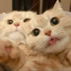 ♡Cats Cute♡ 27