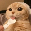 ♡Cats Cute♡ 28