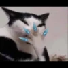 Cats 26
