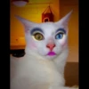 Cats 27