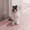 kucing soft 23