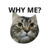 MEOW ‧₊˚ 15