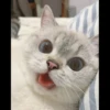 bundara punya kucing 25