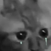 Cat’ cats 27