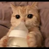 ♡Cats Cute♡ 29
