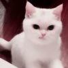 kucing soft 24