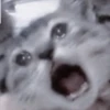Cats 28