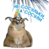 catspb 19