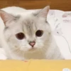 bundara punya kucing 26