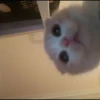 Cats 28