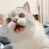 bundara punya kucing 27