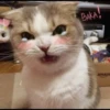 ♡Cats Cute♡ 30