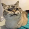 cats club 28